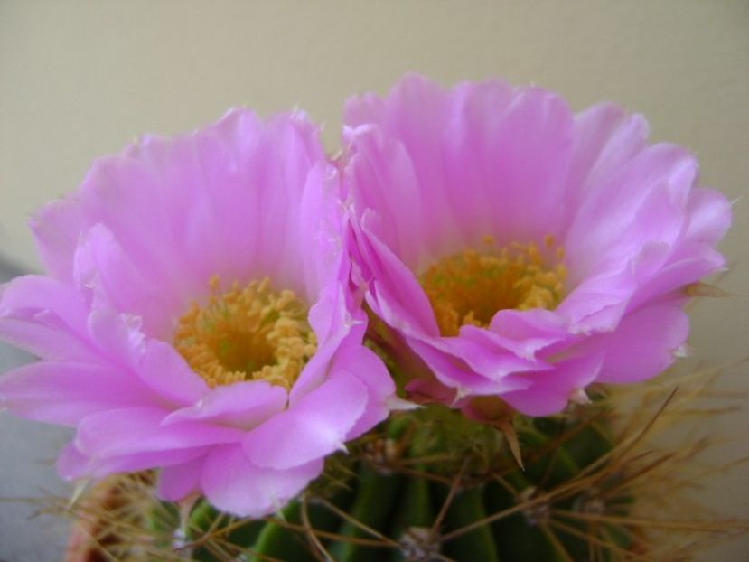 Acanthocalycium spiniflorum f. violaceum - Cactusi 2018 bis bis