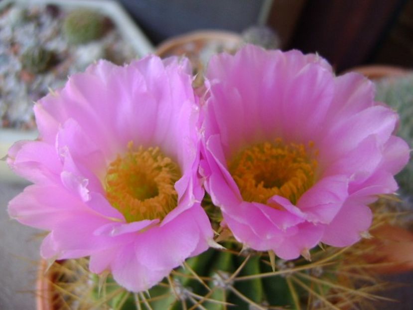 Acanthocalycium spiniflorum f. violaceum - Cactusi 2018 bis bis