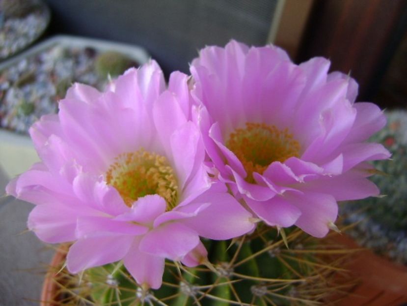 Acanthocalycium spiniflorum f. violaceum - Cactusi 2018 bis bis