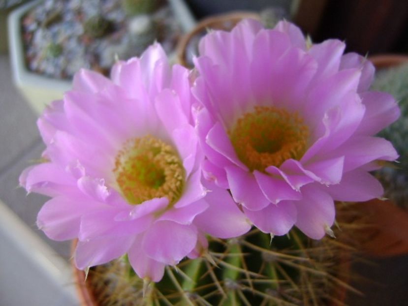 Acanthocalycium spiniflorum f. violaceum - Cactusi 2018 bis bis