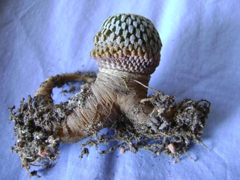 Turbinicarpus pseudopectinatus, radacina - Cactusi 2018 bis bis