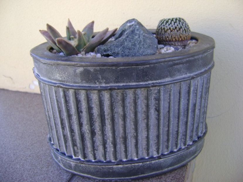 Grup de 3 cactusi - Cactusi 2018 bis bis