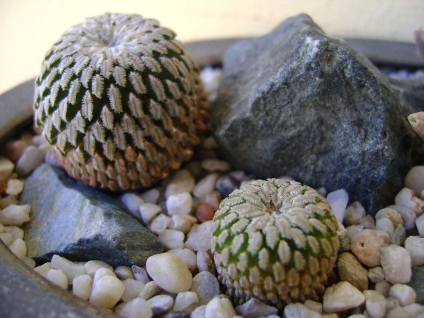 Turbinicarpus pseudopectinatus v. rubriflorus & Turbinicarpus pseudopectinatus - Cactusi 2018 bis bis
