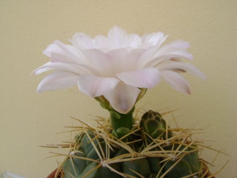 Gymnocalycium monvillei - Cactusi 2018 Gymnocalycium