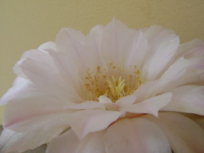 Gymnocalycium monvillei - Cactusi 2018 Gymnocalycium