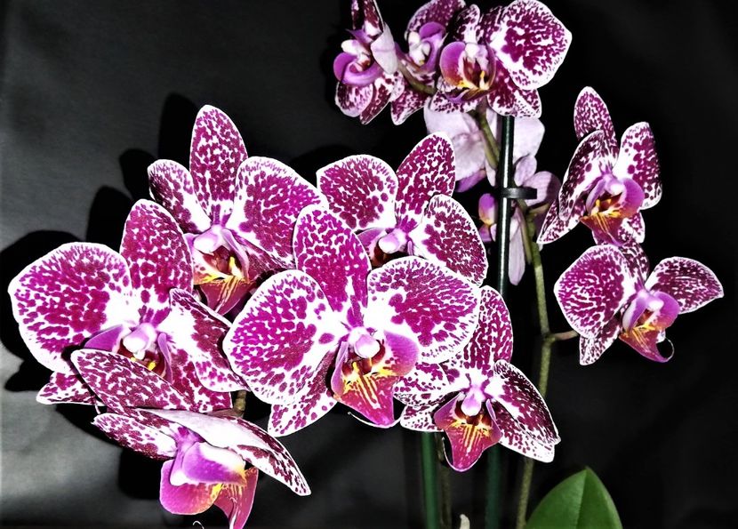  - Phalaenopsis 1