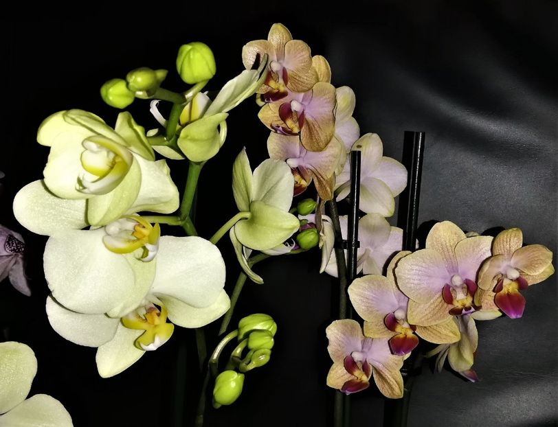  - Phalaenopsis 1