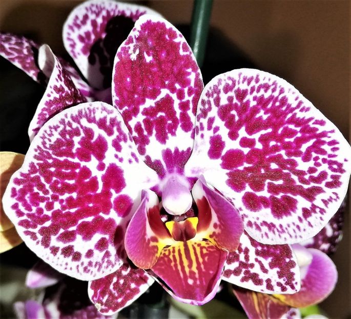  - Phalaenopsis 1