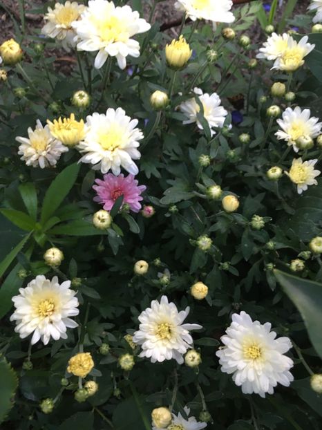 19.06 - Crizanteme 2018