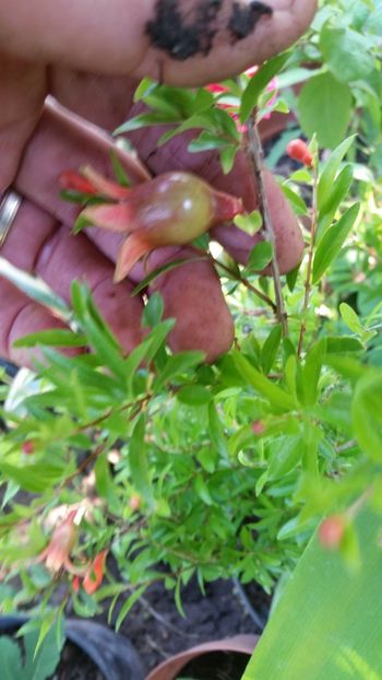 rodiu pitic - Flori apartament