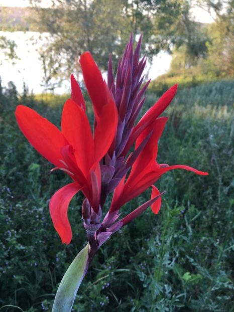 canna - Flori la balta 2018