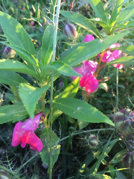 A9F338DD-5668-46F7-8B20-5E9EF7125D1D - Flori la balta 2018