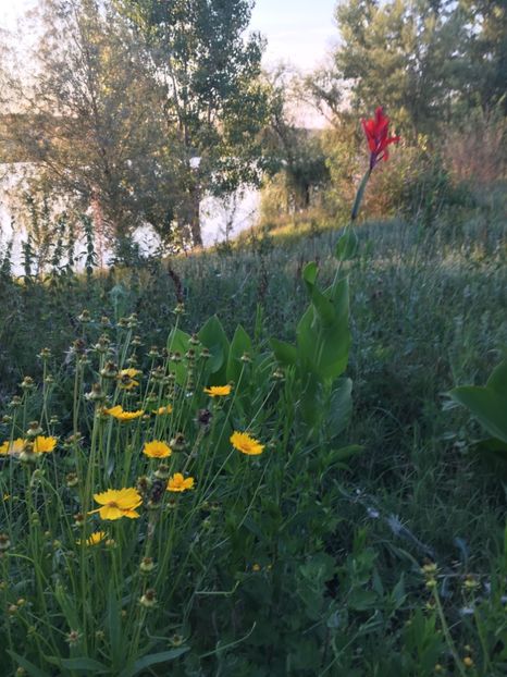 EA7E204E-4438-4F14-81FC-7998B7E881FC - Flori la balta 2018