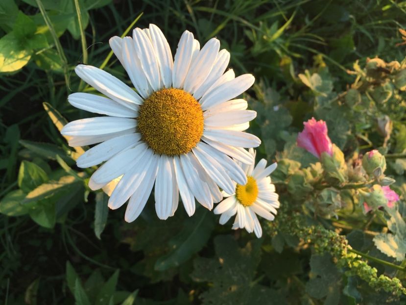 05755574-C4F3-4493-9338-E8968F403606 - Flori la balta 2018