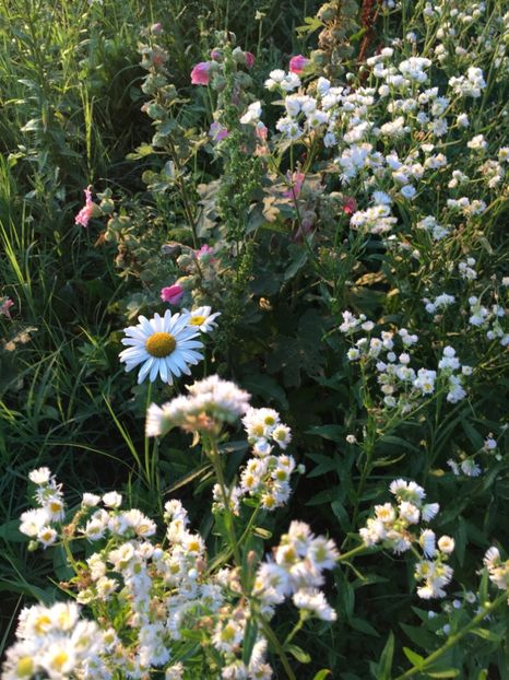 1BA6478C-BCE9-41F6-A419-C17811DB048C - Flori la balta 2018