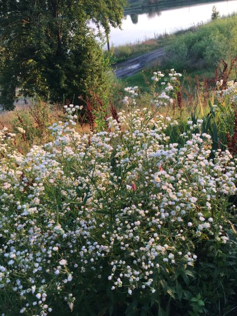 E768970F-65BC-4326-82AD-822A1899E334 - Flori la balta 2018