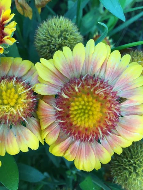 2CEA1A45-DD03-42AC-B946-EF5C709CE672 - Flori la balta 2018