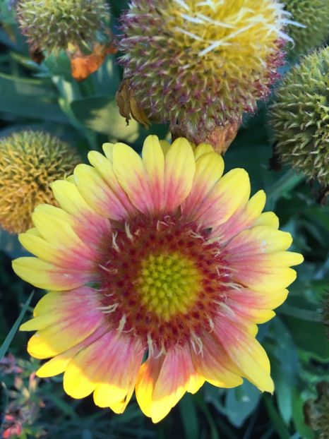 E6748F44-FC38-48B0-9071-E8D59349B5F8 - Flori la balta 2018