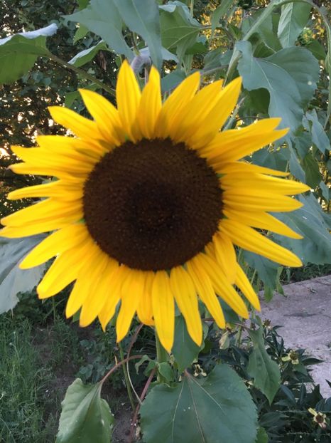 1A160180-71F3-46BF-9FBB-4032AA0A8AA5 - Flori la balta 2018