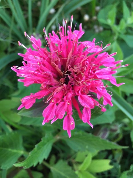 93D48EFF-2731-4771-A6FA-AECF0E897BF8 - Flori la balta 2018