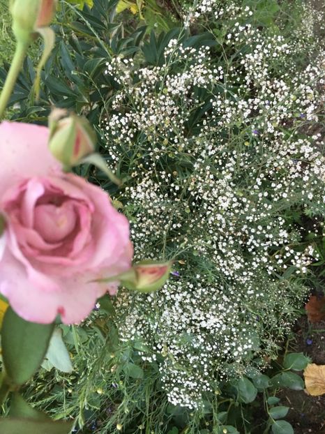 B86E5E5D-E67D-418B-9B3D-848FF0EB1852 - Flori la balta 2018