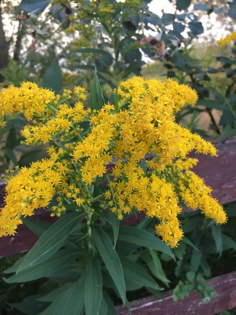 056094C1-DC58-4332-B895-AAF1514017FC - Flori la balta 2018