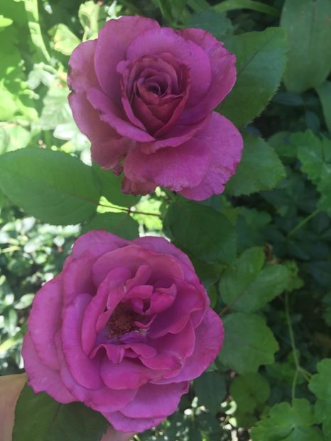 Blue angel - Trandafiri 2018 ll