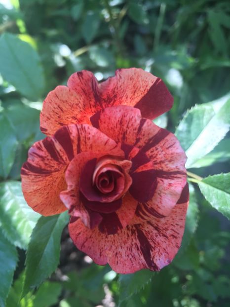 BEAB8DAA-0F59-4A23-AD7A-F8FCA6AAA6C5 - Trandafiri 2018 ll