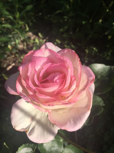 Elle - Trandafiri 2018 ll