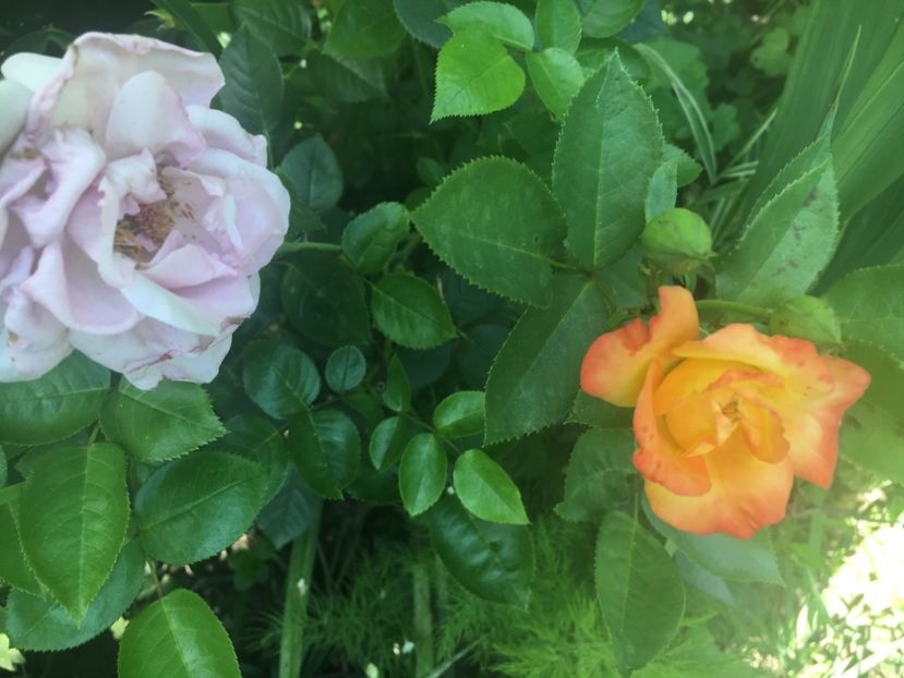  - Trandafiri 2018 ll