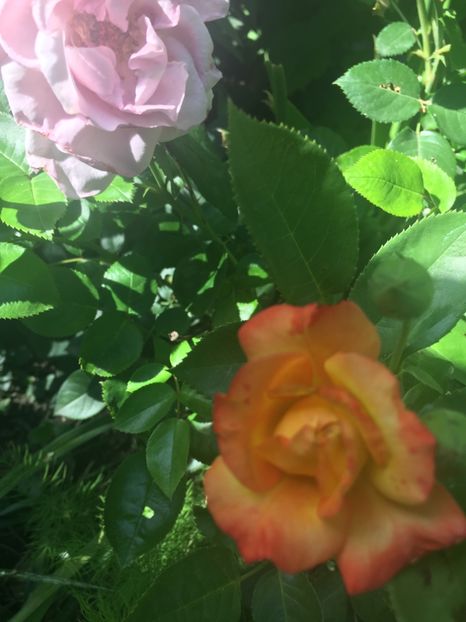 43EC2C18-BFA5-4E8A-A07C-CC10065A94BA - Trandafiri 2018 ll