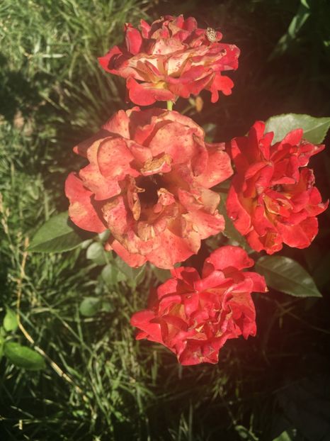 Honolulu sau Cluj - Trandafiri 2018 ll