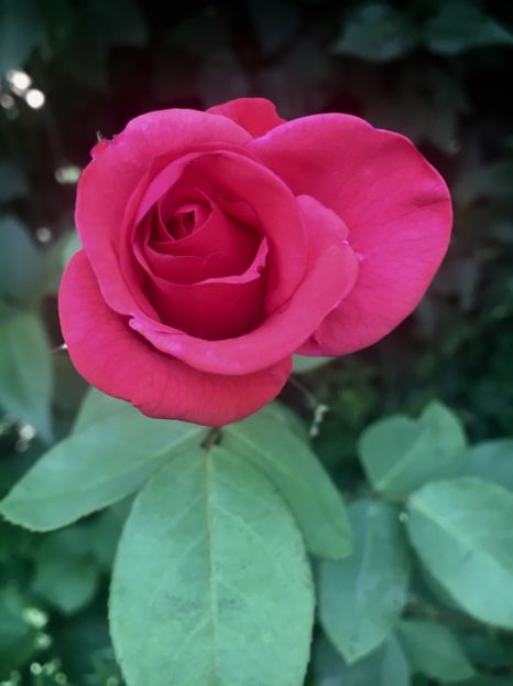  - Trandafiri 2018 ll