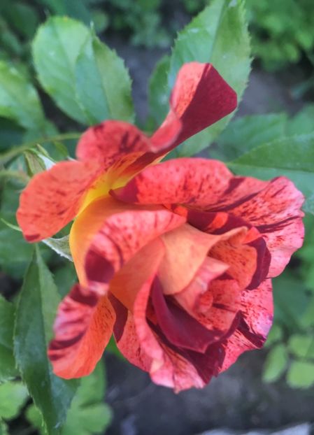 FDDEC4A1-3A2F-46CC-93FD-B9B2ADF0C717 - Trandafiri 2018 ll