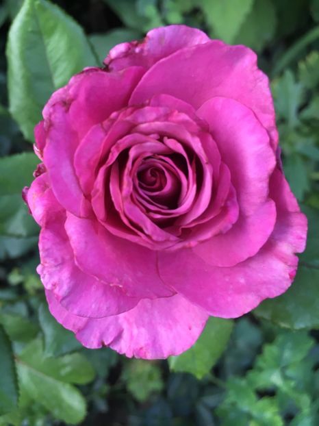 Blue angel - Trandafiri 2018 ll