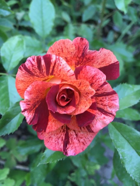 73CC5953-D984-47AE-B749-14FD34068FAA - Trandafiri 2018 ll