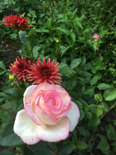 E4789246-0F75-4F18-8326-E29EA8938985 - Trandafiri 2018 ll