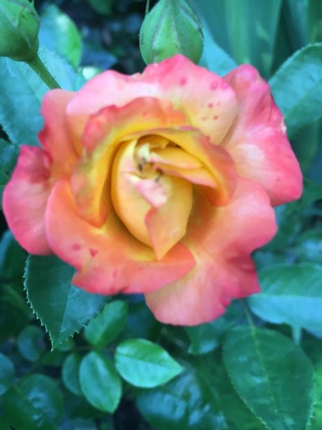 Cluj 2010 ? Honolulu ? - Trandafiri 2018 ll