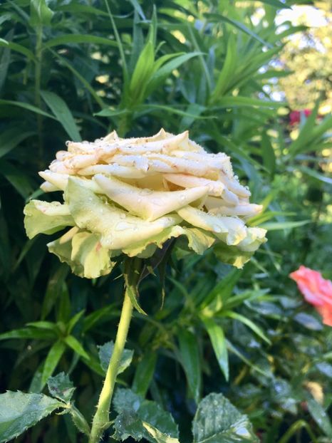 E5B41C38-D63F-4028-B7C7-4361FE26B292 - Trandafiri 2018 ll