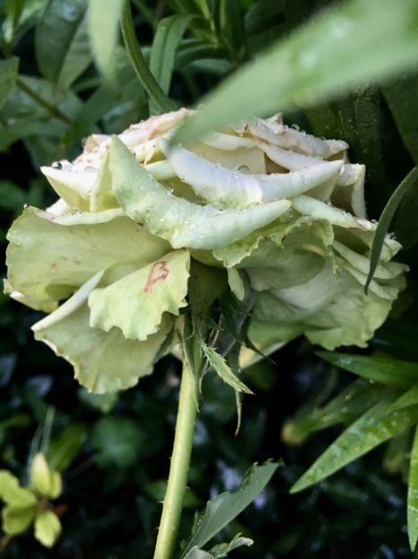 FA12FE06-BE3D-4D9A-9542-3FA8651CF485 - Trandafiri 2018 ll