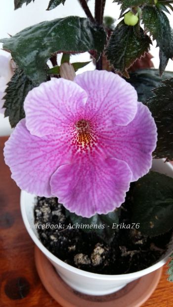 2018 - Charles Martel