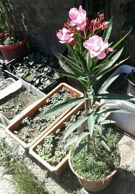 leandru roz foarte parfumat , 80 cm - w Produse livrate