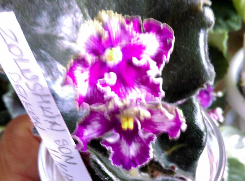  - Violete 2018