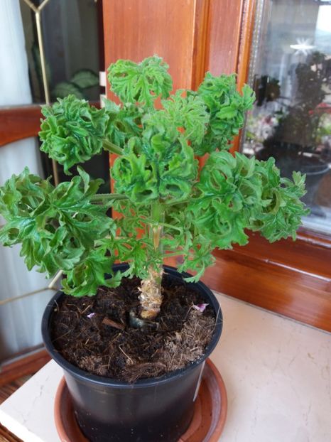 Atomium - MUSCATA BONSAI LEMON TREE -atomium- ghemuletul meu