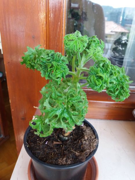 Atomium - MUSCATA BONSAI LEMON TREE -atomium- ghemuletul meu