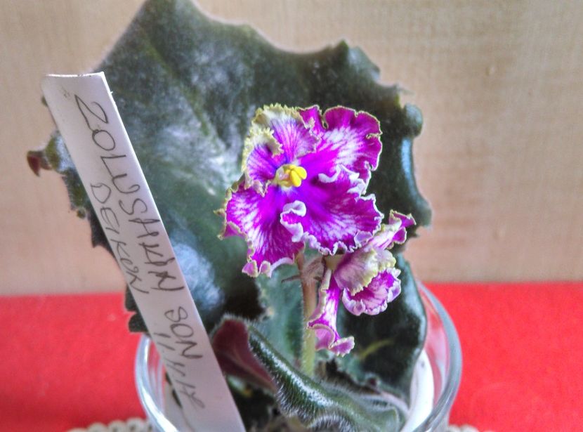  - Violete 2018