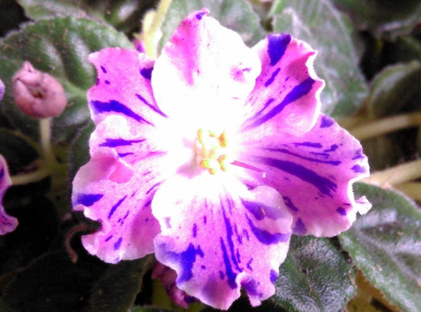  - Violete 2018