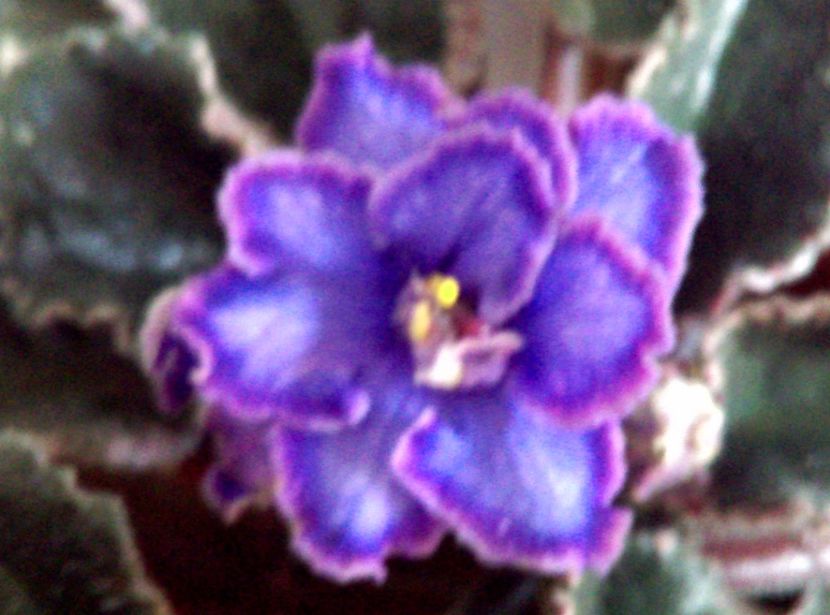  - Violete 2018