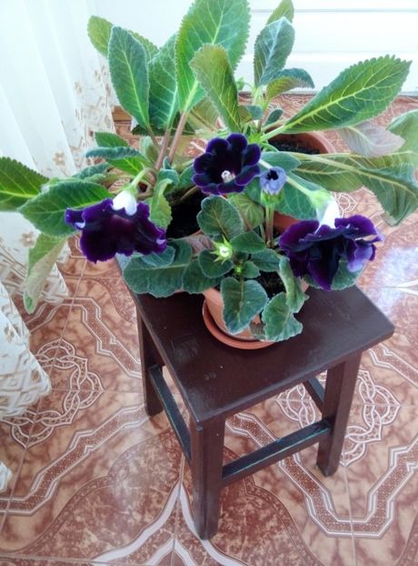  - diverse flori 2018