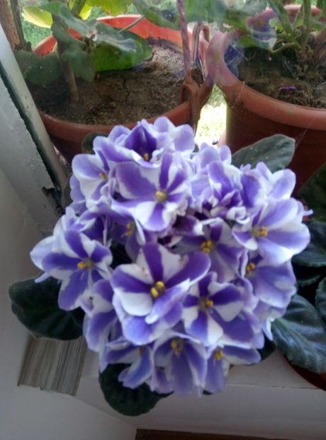  - diverse flori 2018